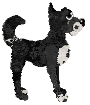 Poppyhill Black Swan — “Wolfgang”