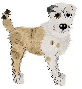 Cargo/Poppyhill's Born of Seafoam — “Seabreeze”