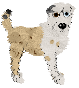 Cargo/Poppyhill's Born of Seafoam — “Seabreeze”