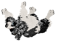 Come Bye's Ruffled Feathers — “Alena”