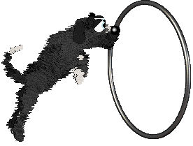 King's Prancing in The Moonlight at Cirrutopia — “Moonlight”