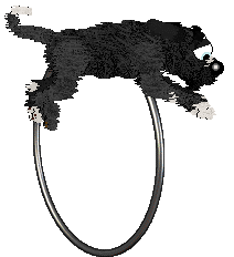 King's Prancing in The Moonlight at Cirrutopia — “Moonlight”