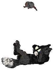 Calluna's Photoflash Bomb — “Toluene”