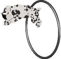 Amenity/King's Lord Puggington Wrigglesworth III — “Puggington”