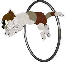 Witz Piña Ananas — “Pineapple”