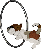 Witz Piña Ananas — “Pineapple”