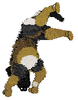 Zan/Poppyhill's Bodak Yellow — “Kodak”