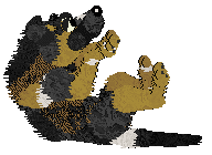 Zan/Poppyhill's Bodak Yellow — “Kodak”