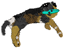 Zan/Poppyhill's Bodak Yellow — “Kodak”