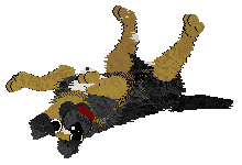 Zan/Poppyhill's Bodak Yellow — “Kodak”