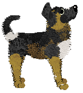 Zan/Poppyhill's Bodak Yellow — “Kodak”