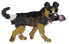 Zan/Poppyhill's Bodak Yellow — “Kodak”