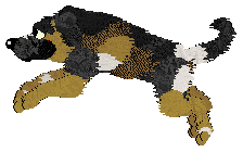 Zan/Poppyhill's Bodak Yellow — “Kodak”