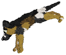 Zan/Poppyhill's Bodak Yellow — “Kodak”