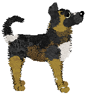 Zan/Poppyhill's Bodak Yellow — “Kodak”