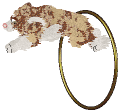 Come Bye's Ambrosius — “Ambrose”