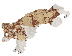 Come Bye's Ambrosius — “Ambrose”