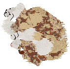 Come Bye's Ambrosius — “Ambrose”