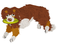 Come Bye's Cassiopeia — “Cassie”