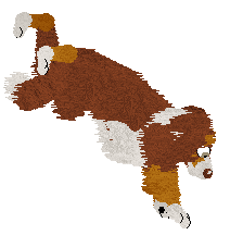 Come Bye's Cassiopeia — “Cassie”