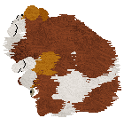 Come Bye's Cassiopeia — “Cassie”