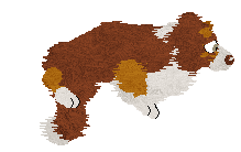 Come Bye's Cassiopeia — “Cassie”