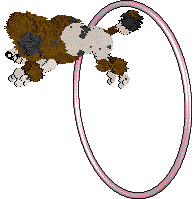 Xoops/Witz's Spangled Starlight Sheen — “Titania”