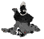 Lex/Poppyhill's Double Toro — “Gordo”