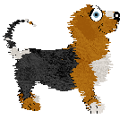 Profile image of NSP/King's Cucurbita Pepo