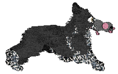 Come Bye's Loup Garou — “Remus”