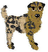 Poppyhill's Himantura at Wild Road — “Leoparda”