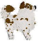 Wild Road's Arabiyat Prestige — “Aariz”