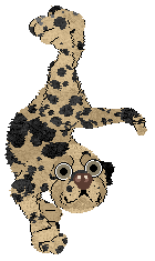 Ferality's Fat Stack — “Pancake”