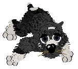 Poppyhill's Magical Lasso — “Raoul”