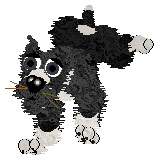 Poppyhill's Magical Lasso — “Raoul”