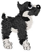 Poppyhill's Magical Lasso — “Raoul”