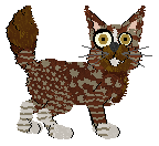 Calluna's Pitch Perfect at Wild Road — “Accapella”