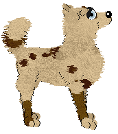 Wild Road's Chouke — “Eclaire”