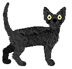 Starling Karma in Lace — “Karma”