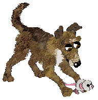 Dh's Desert Memories — “Hawk”