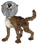 Dh's Desert Memories — “Hawk”