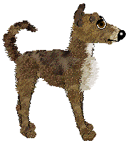 Dh's Desert Memories — “Hawk”