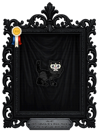 Profile image of Calluna/EC's Black Moiré at The Doghouse