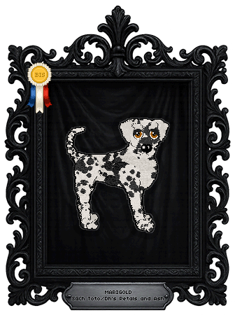 Profile image of Toto/Dh's Petals and Ash