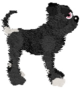 Witz's Plot to Poison — “Coursair”