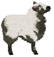 Cirrutopia's Razzle Dazzle — “Razz”