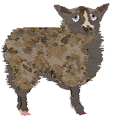 Profile image of Cirrutopia's Not For Sale