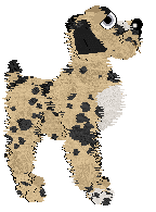 Witz/Poppyhill's Save a Horse — “Appaloosa”