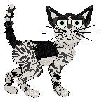 Calluna's Juniperus Blue Star — “Meyeri”