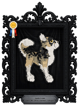 Profile image of AK/Dh's Sunset Canyon